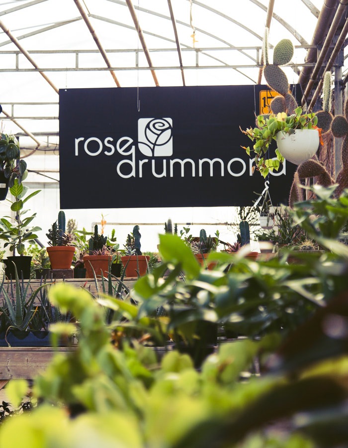 rose drummond portefolio baumier